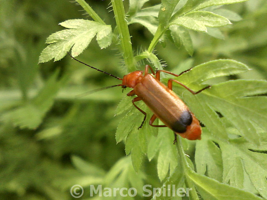Rhagonycha fulva
